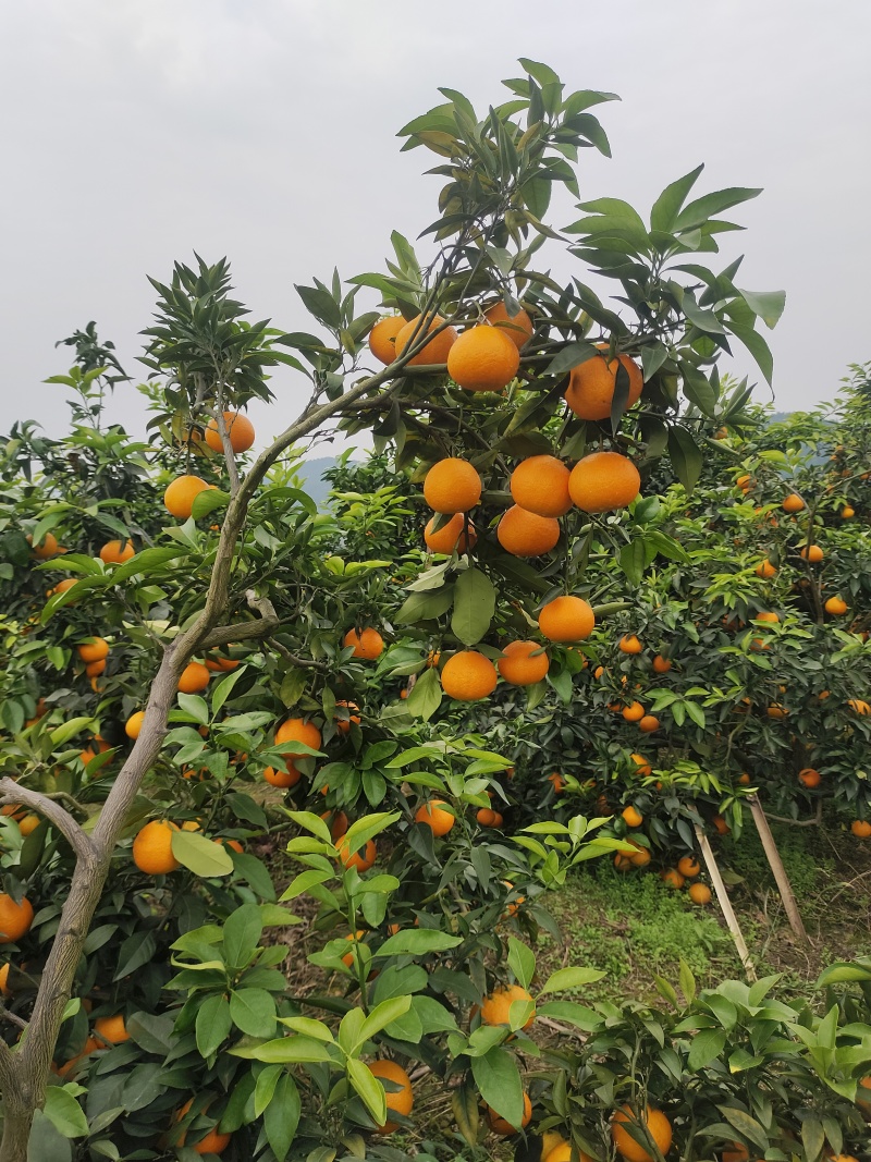 高山沙地爱媛果冻橙，口感细腻香甜，高品质优选