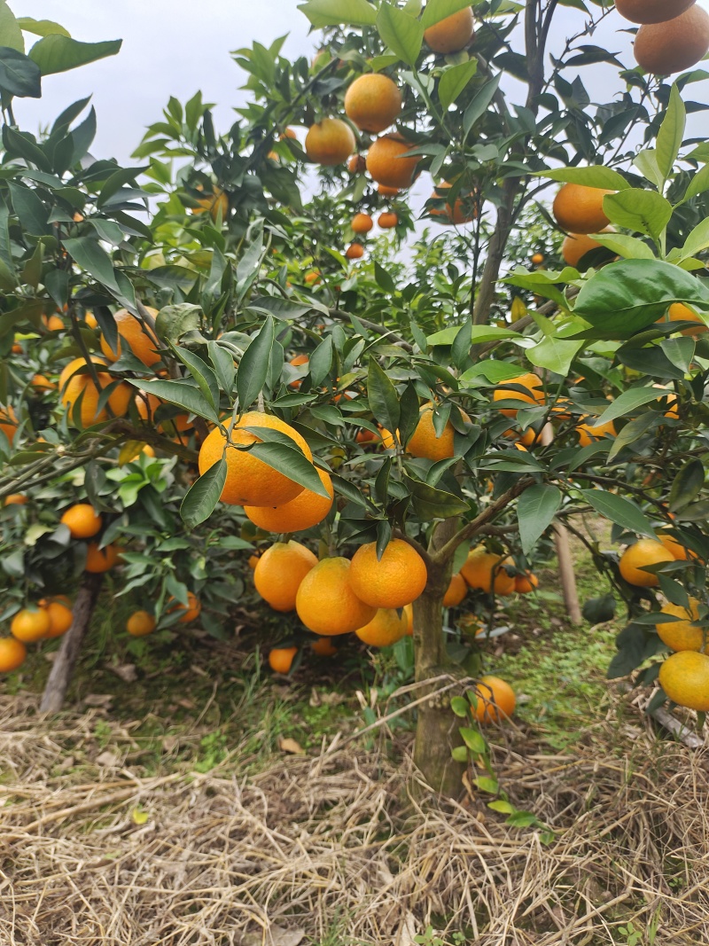 高山沙地爱媛果冻橙，口感细腻香甜，高品质优选