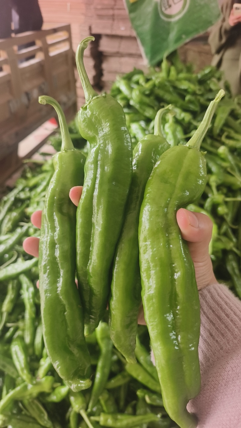 河南精美301辣椒，规模化种植产量高技术完备，大量上市