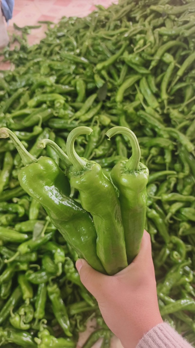 河南精美301辣椒，规模化种植产量高技术完备，大量上市
