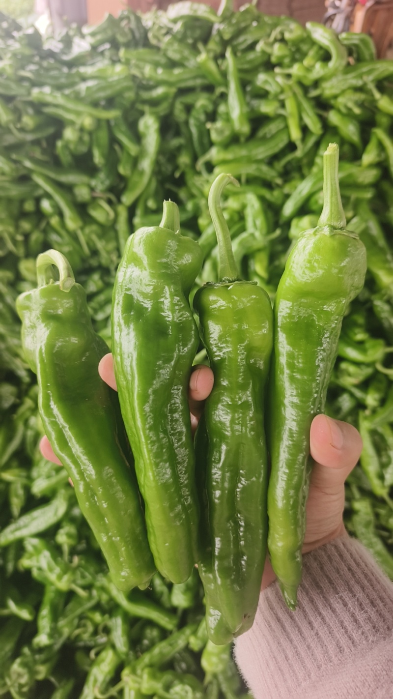 河南精美301辣椒，规模化种植产量高技术完备，大量上市