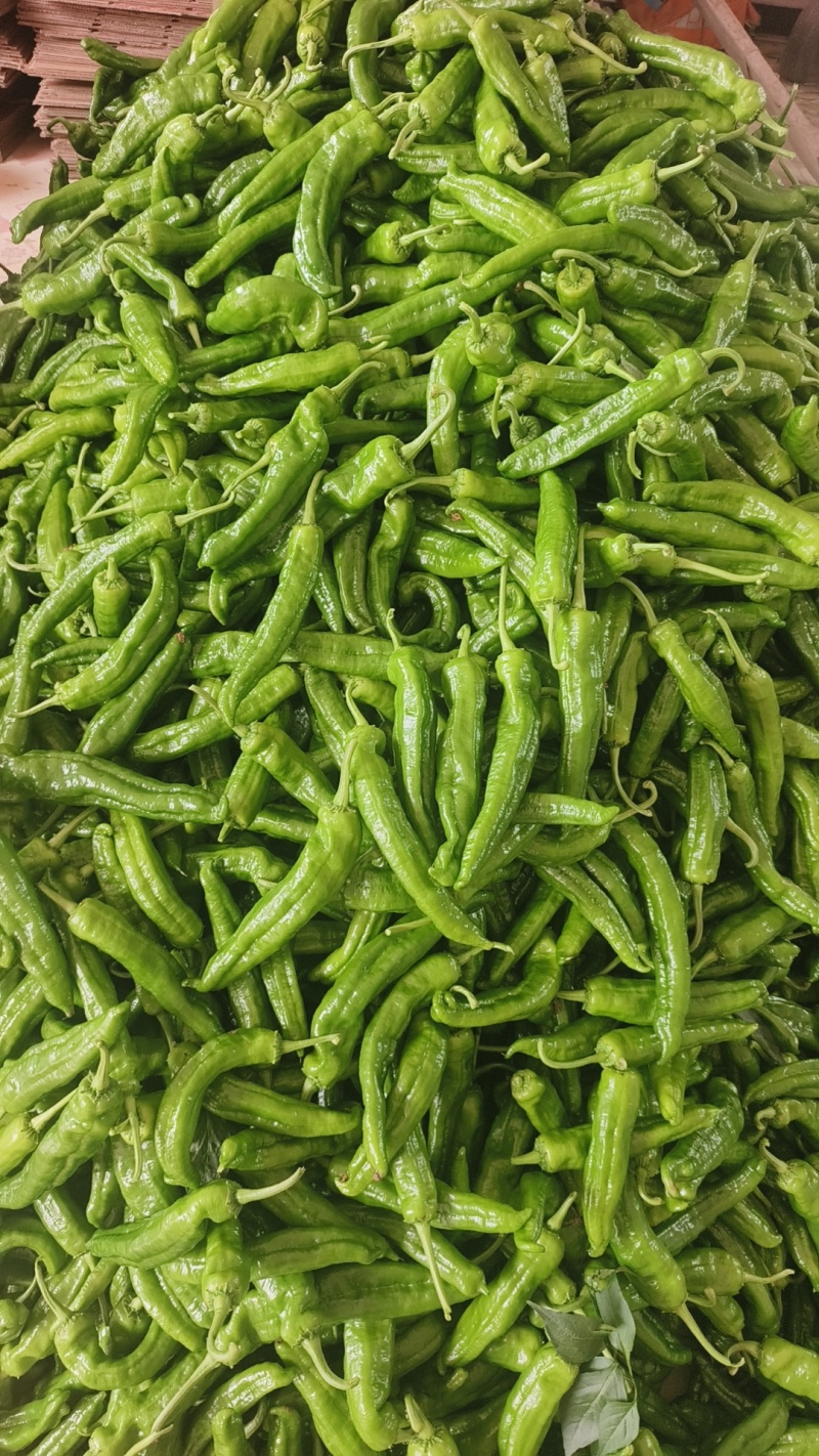 河南精美301辣椒，规模化种植产量高技术完备，大量上市