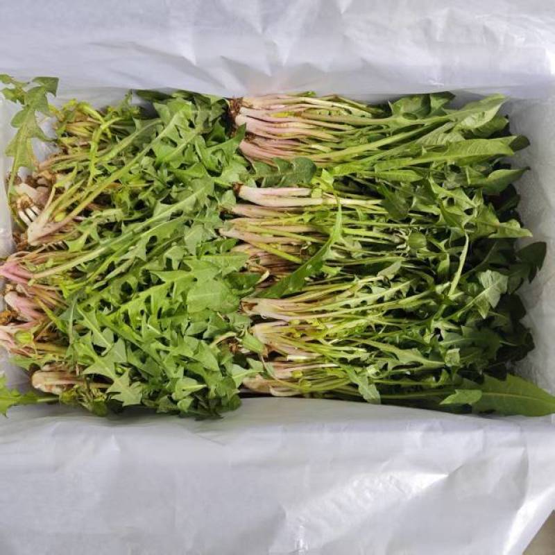 2025秋季种植婆婆丁嫩芽菜上市【电商代发】