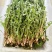 2025秋季种植婆婆丁嫩芽菜上市【电商代发】