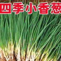 湖北小葱香葱产地大量有货全国各地可供应保质保量。