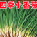 湖北小葱香葱产地大量有货全国各地可供应保质保量。