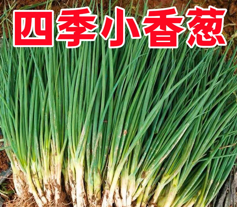 湖北小葱香葱产地大量有货全国各地可供应保质保量。