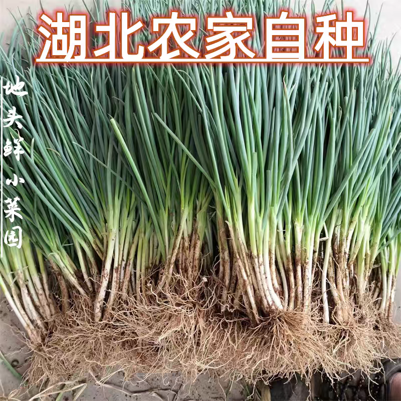湖北小葱香葱产地大量有货全国各地可供应保质保量。