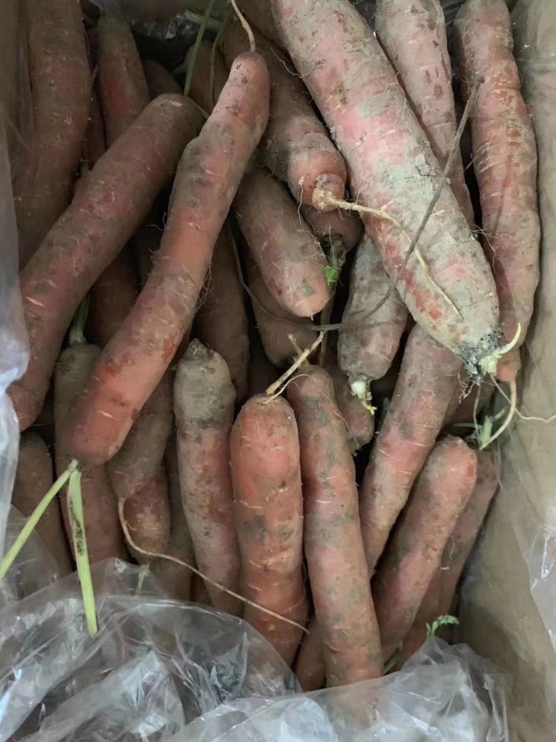 大荔县红罗卜,大量上市万亩产地手货源质量三保一次合作永久朋
