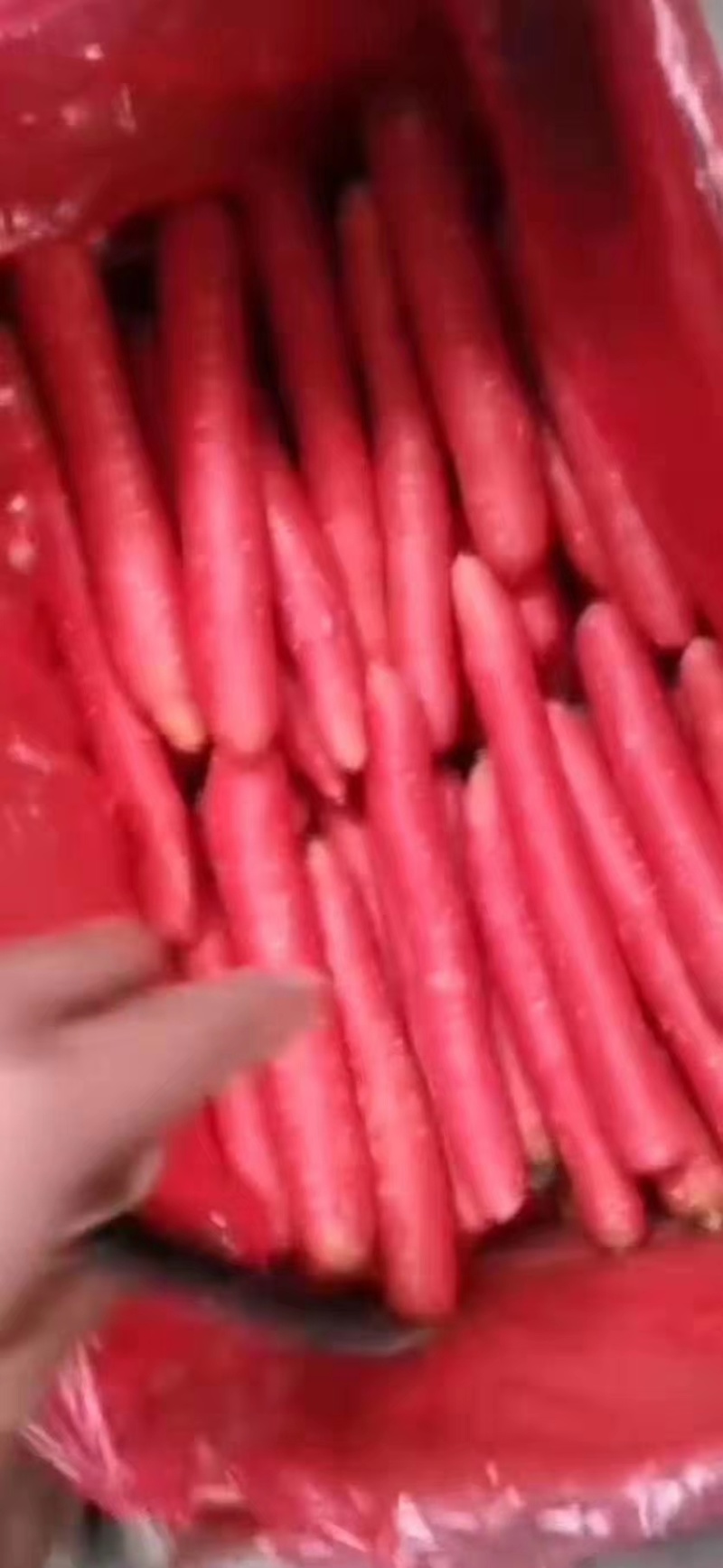 大荔县红罗卜,大量上市万亩产地手货源质量三保一次合作永久朋