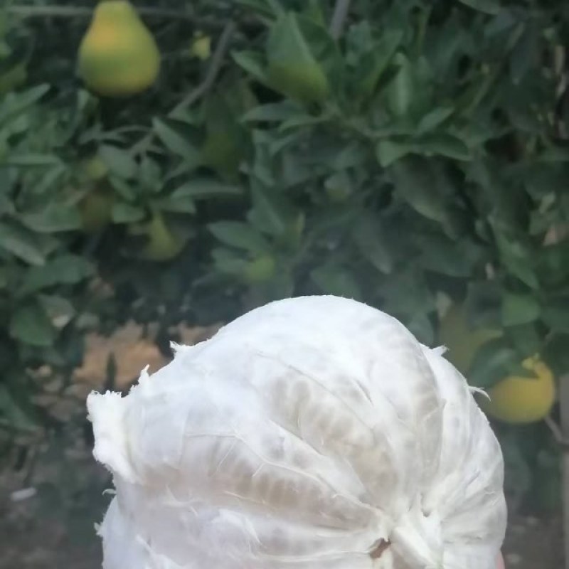 金兰柚
