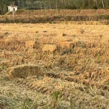 小方捆稻草