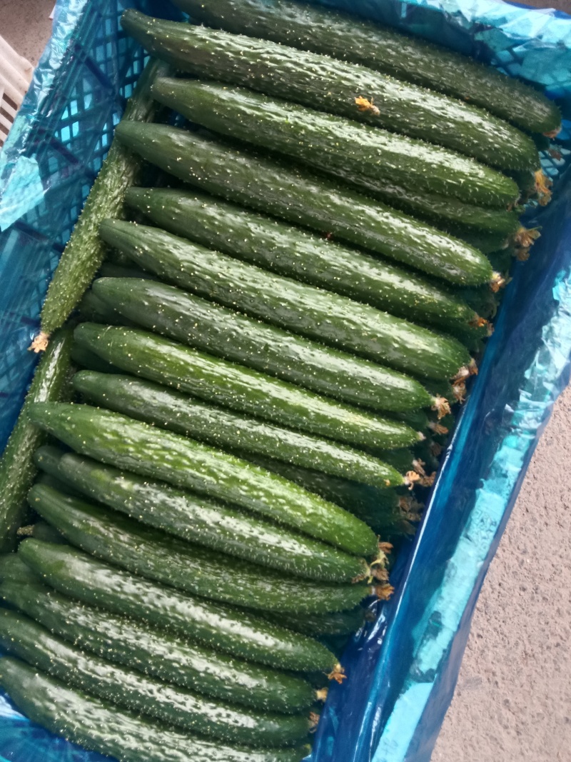 精品密刺黄瓜精品干花
