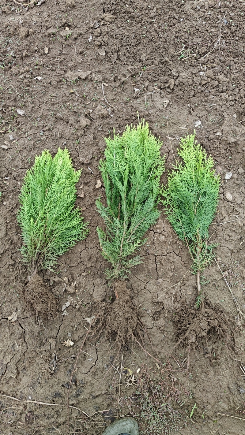 木槿树苗可食用庭院篱笆植物耐寒重瓣单瓣平条南北方种植拆迁
