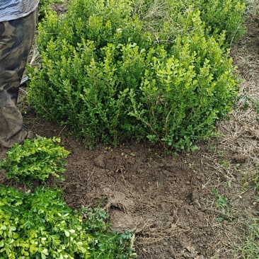 木槿树苗可食用庭院篱笆植物耐寒重瓣单瓣平条南北方种植拆迁