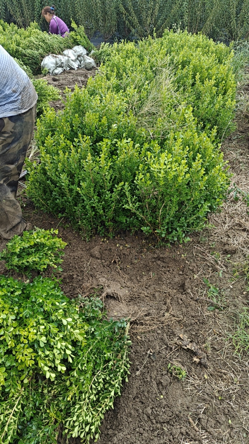 木槿树苗可食用庭院篱笆植物耐寒重瓣单瓣平条南北方种植拆迁