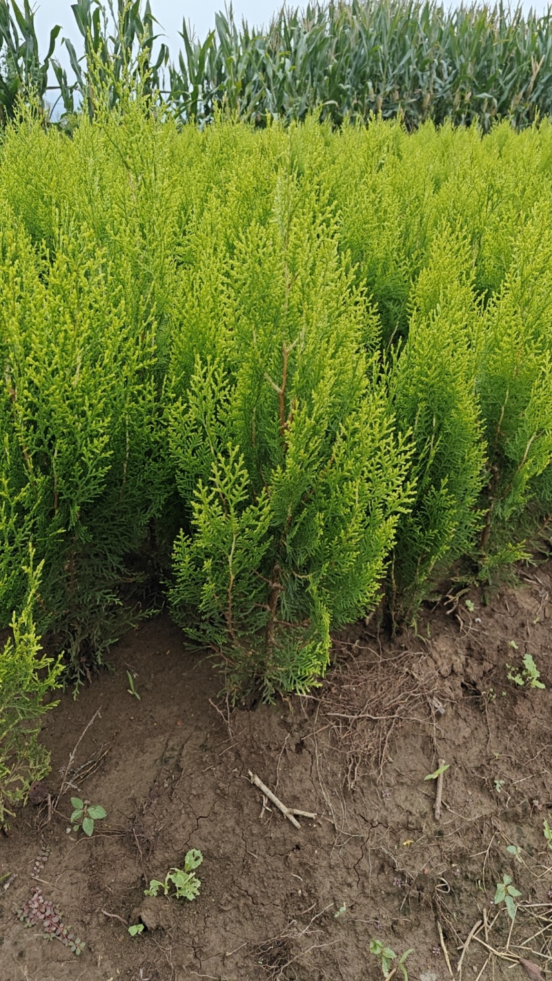 木槿树苗可食用庭院篱笆植物耐寒重瓣单瓣平条南北方种植拆迁