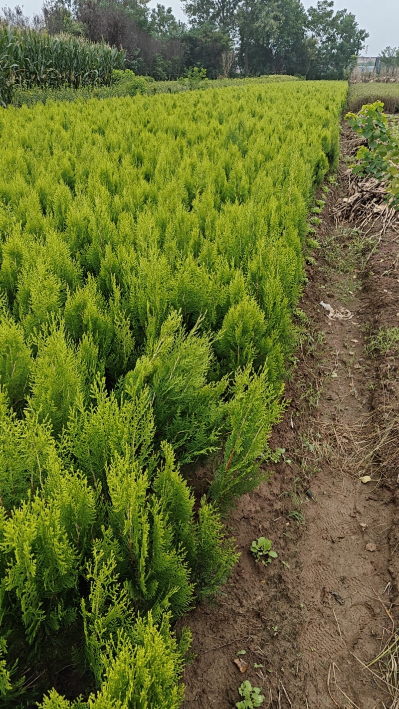 木槿树苗可食用庭院篱笆植物耐寒重瓣单瓣平条南北方种植拆迁