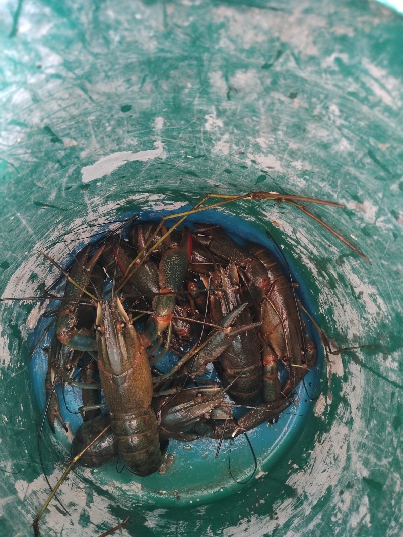 澳龙