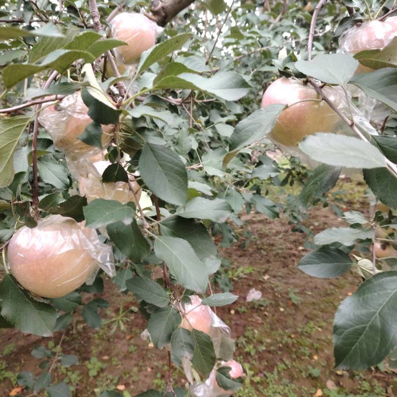 山西运城万荣膜袋红富士苹果大量上市口感酥脆糖度高