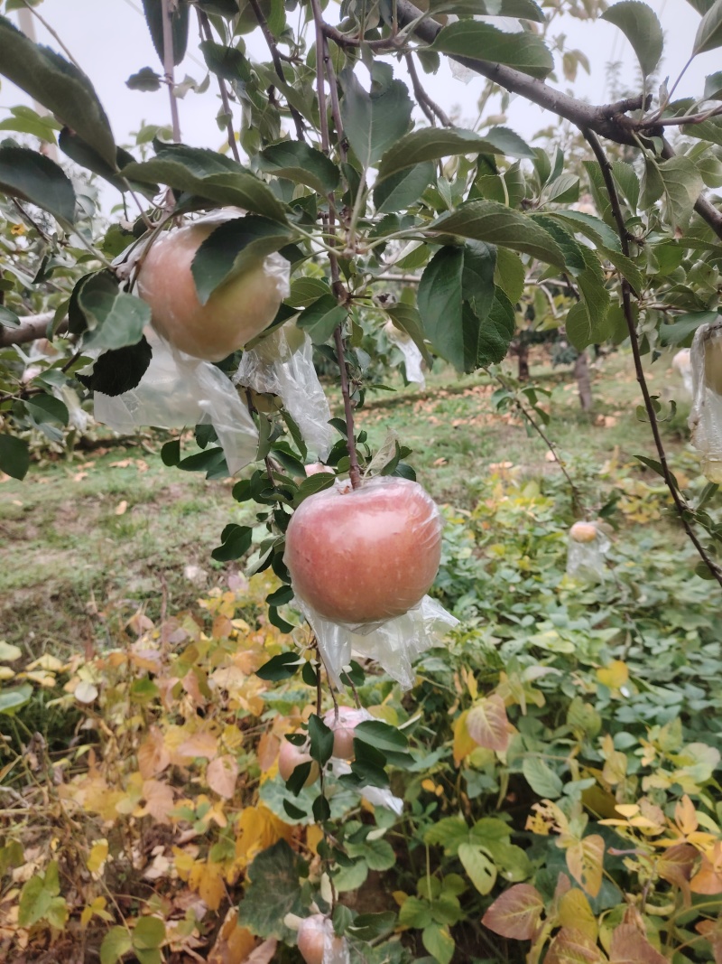 山西运城万荣膜袋红富士苹果大量上市口感酥脆糖度高