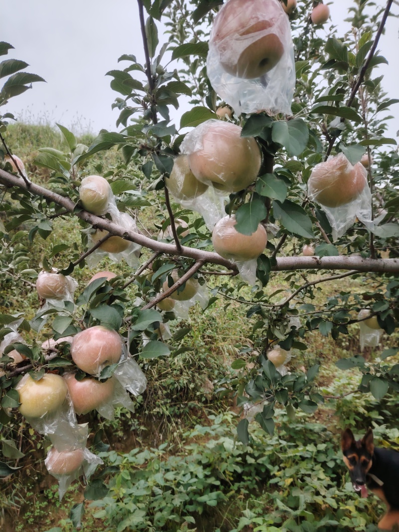 山西运城万荣膜袋红富士苹果大量上市口感酥脆糖度高