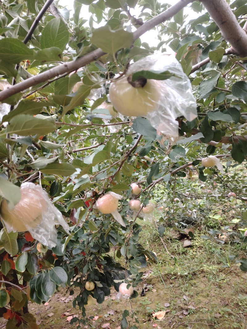山西运城万荣膜袋红富士苹果大量上市口感酥脆糖度高