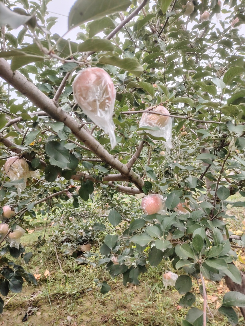 山西运城万荣膜袋红富士苹果大量上市口感酥脆糖度高