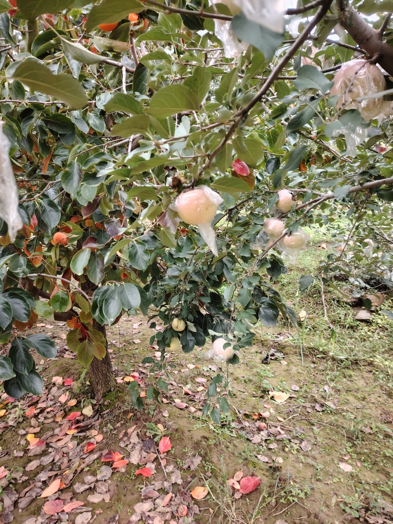 山西运城万荣膜袋红富士苹果大量上市口感酥脆糖度高