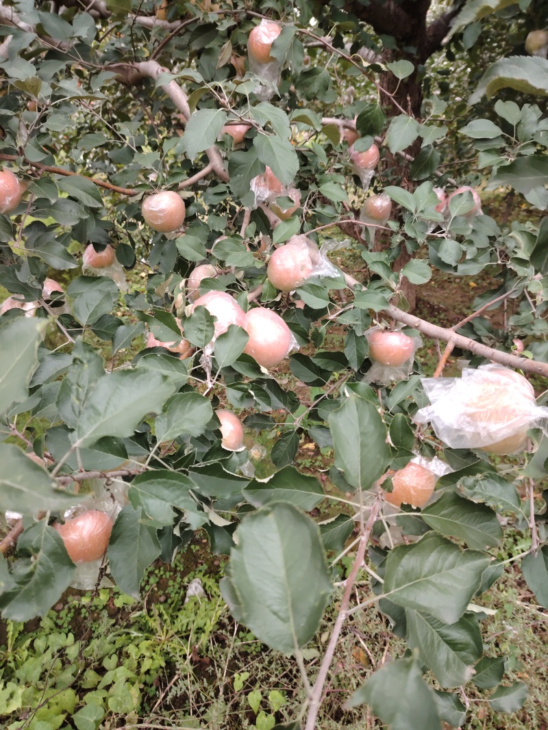 山西运城万荣膜袋红富士苹果大量上市口感酥脆糖度高