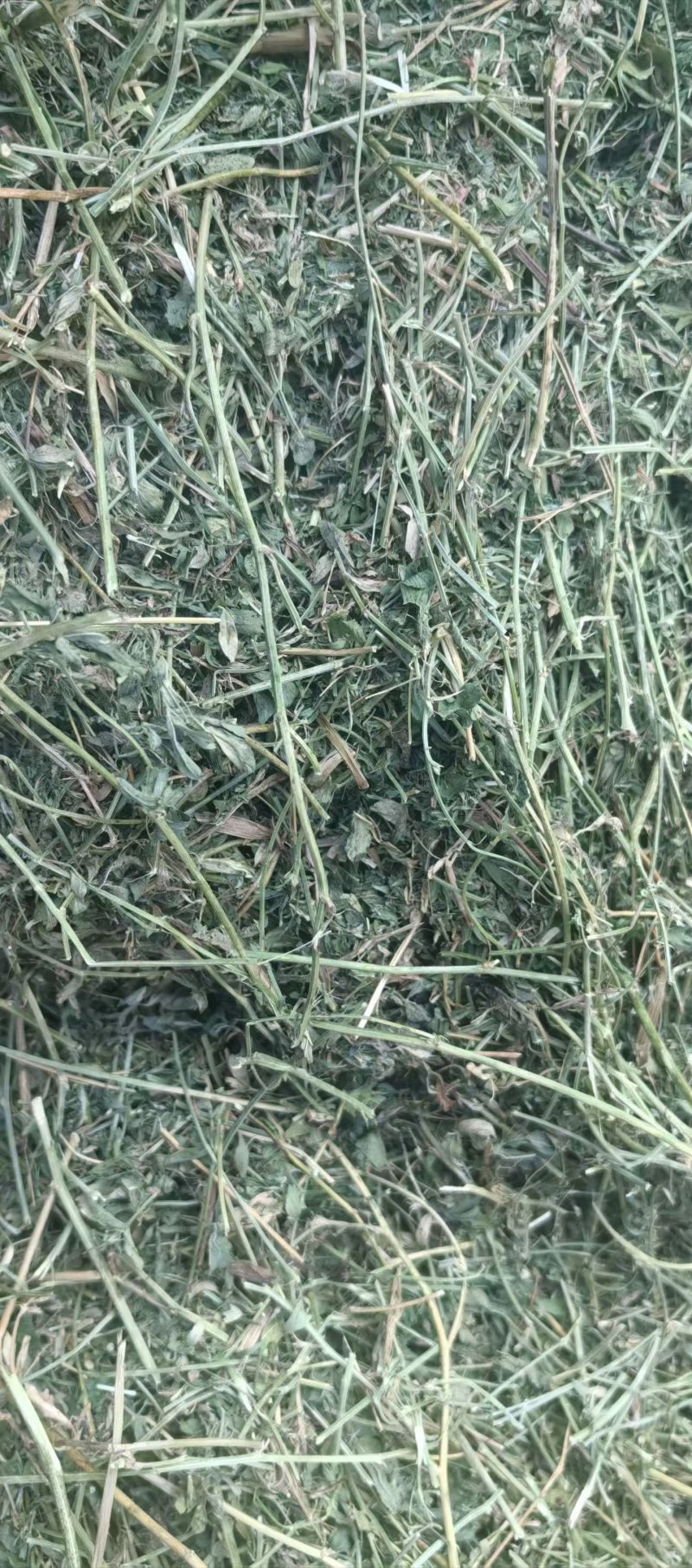 马场草
