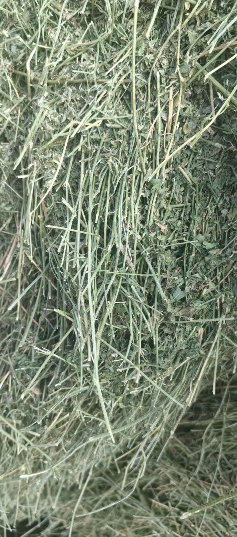 马场草