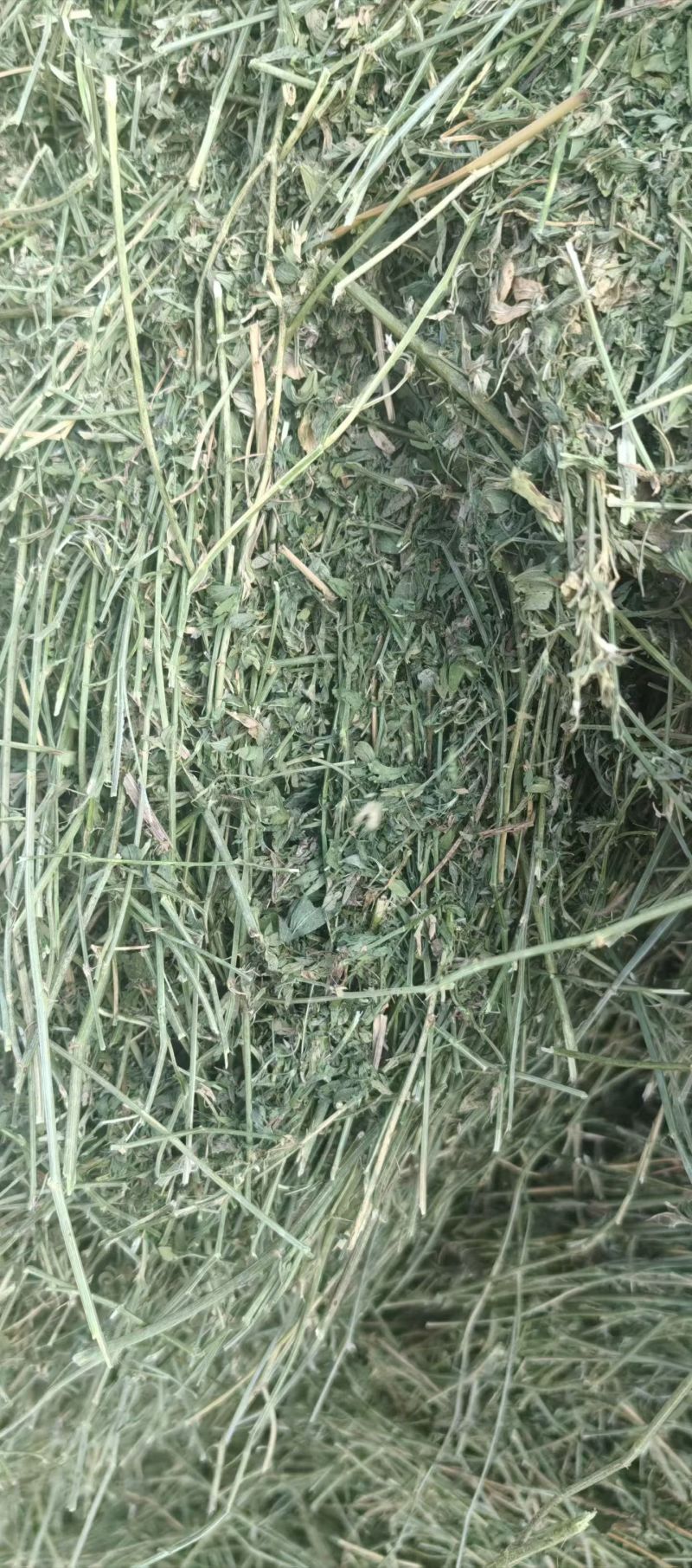 马场草