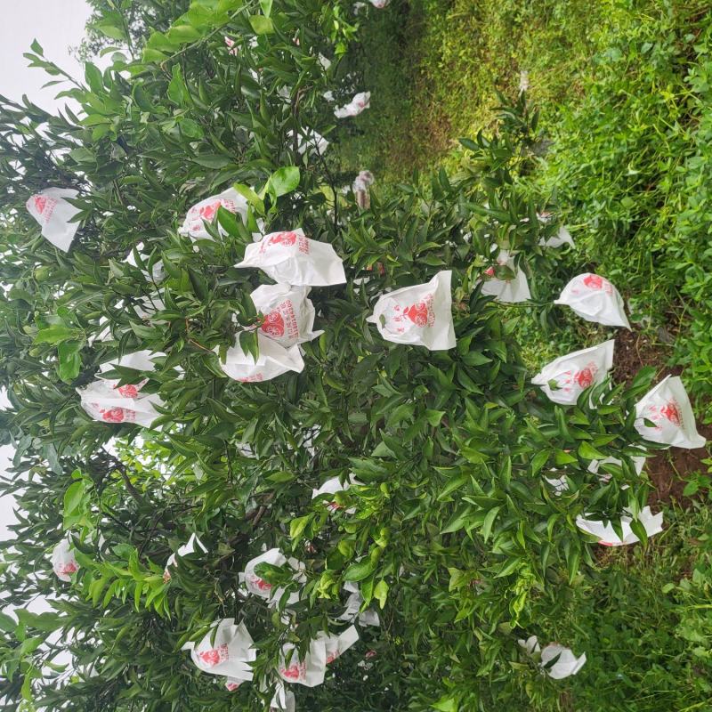 十万斤杷杷柑