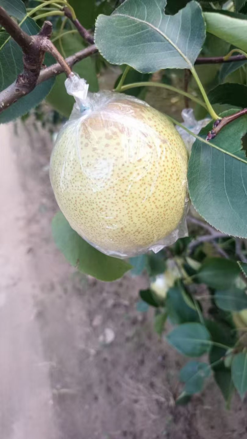 白酥梨果园直批，半斤起步1.1,房山琉璃河小陶村