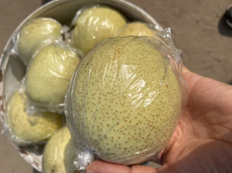 白酥梨果园直批，半斤起步1.1,房山琉璃河小陶村
