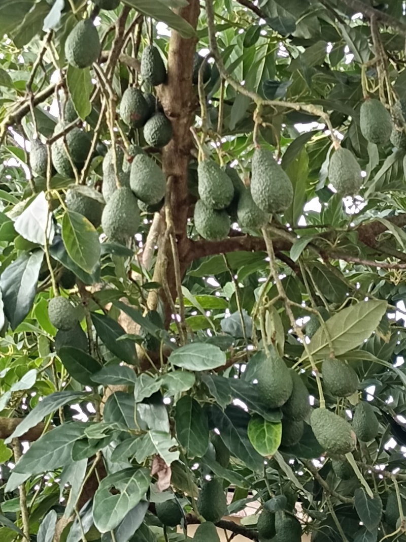 自家种的云南普洱牛油果150-180克包邮