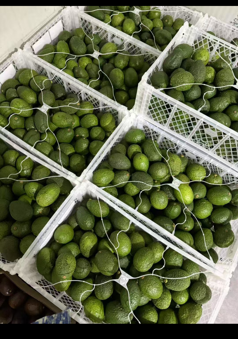自家种的云南普洱牛油果150-180克包邮