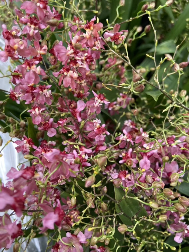 梦香兰，粉红黄白颜色齐全梦香兰光宗光华