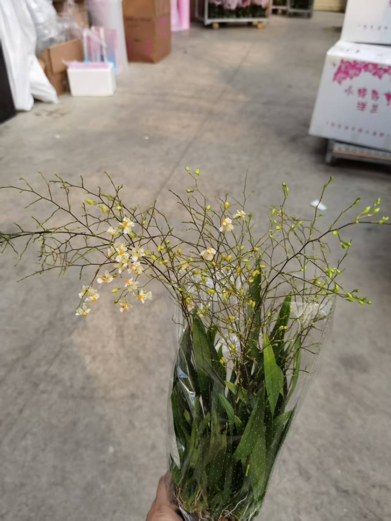 梦香兰，粉红黄白颜色齐全梦香兰光宗光华