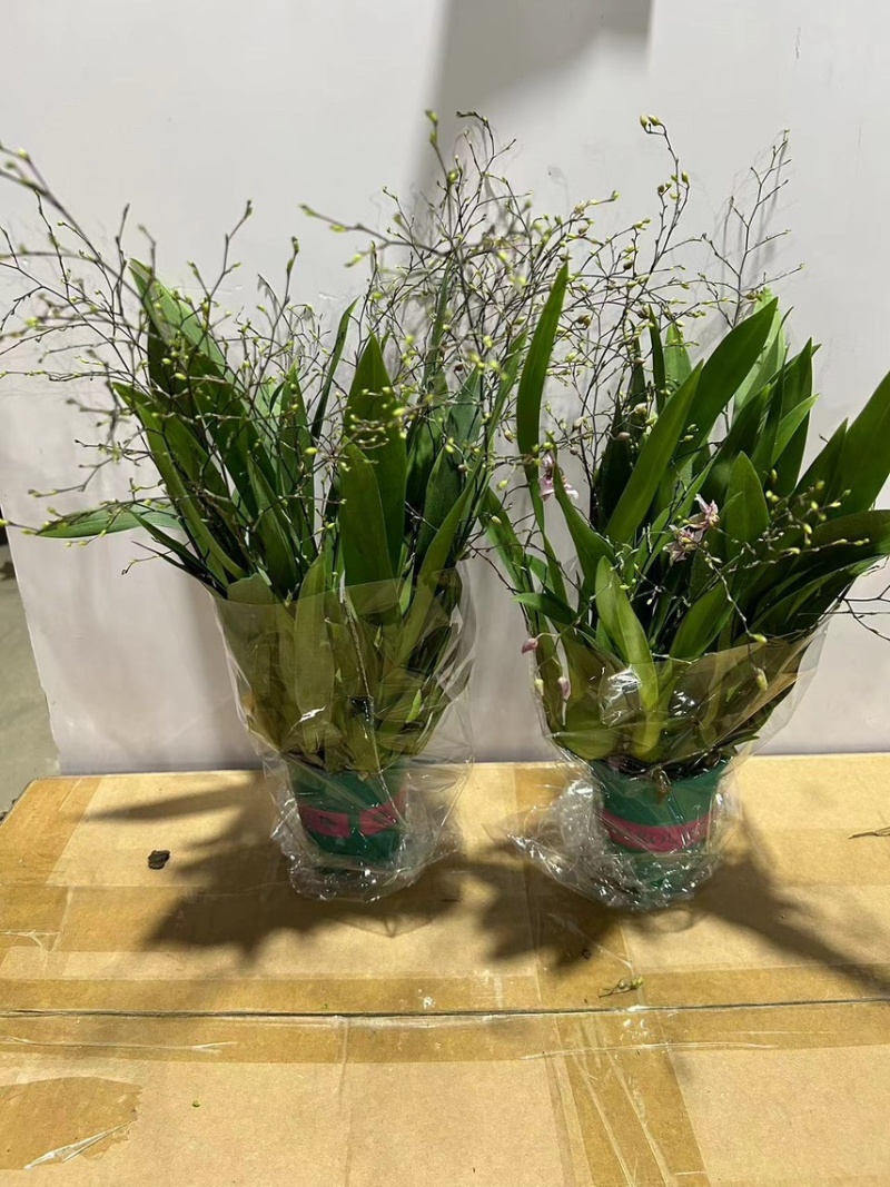 梦香兰，粉红黄白颜色齐全梦香兰光宗光华