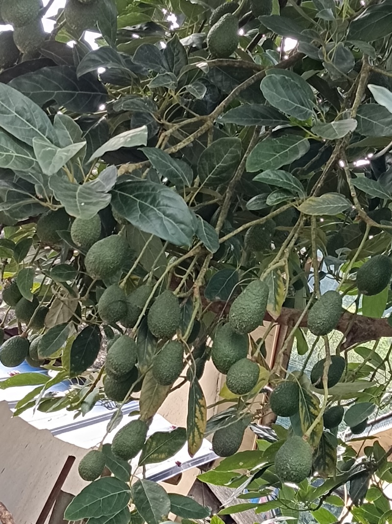 自家种的云南普洱孟连牛油果180-200克包邮
