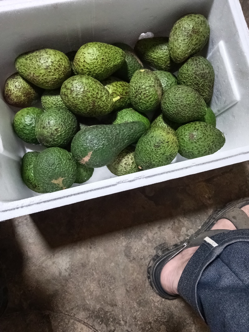自家种的云南普洱孟连牛油果180-200克包邮