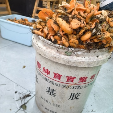 野生松树菌