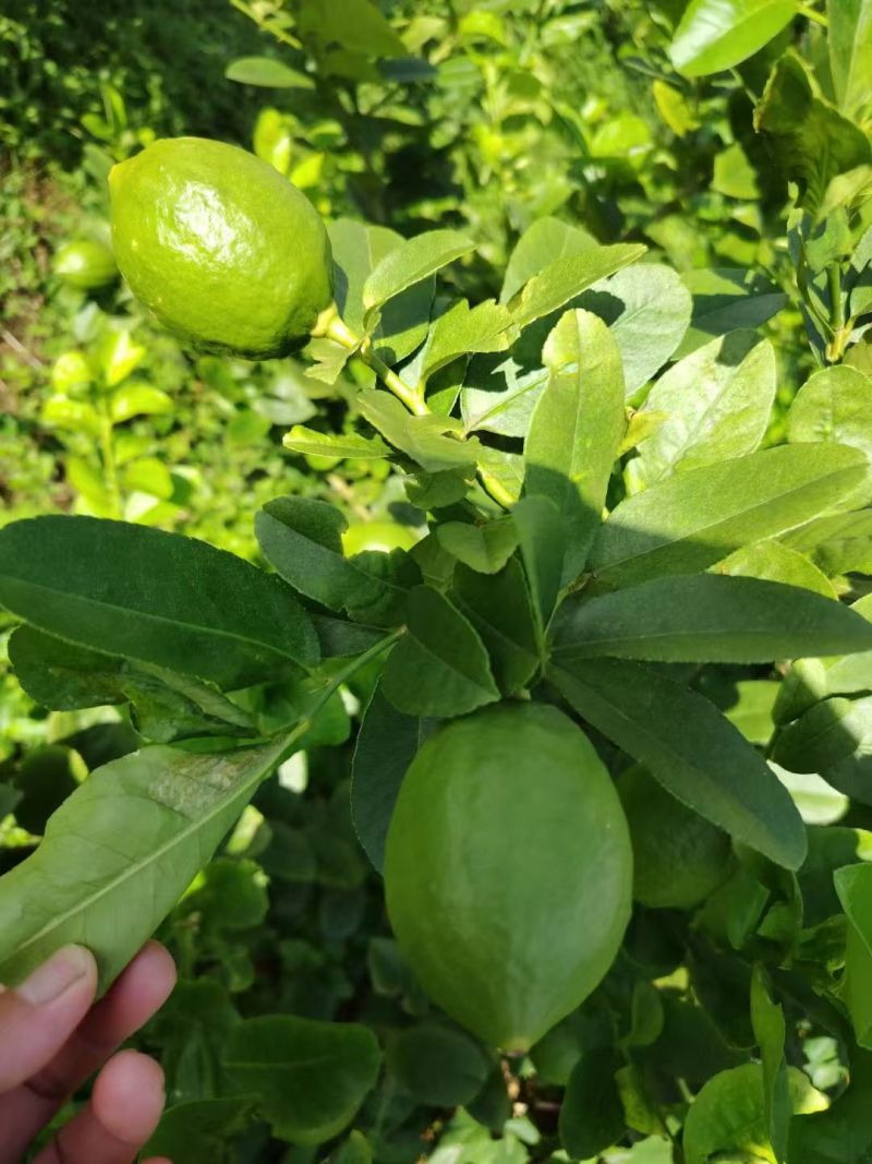 广东香水柠檬阳江产地