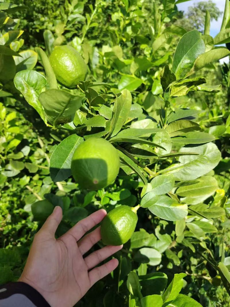广东香水柠檬阳江产地