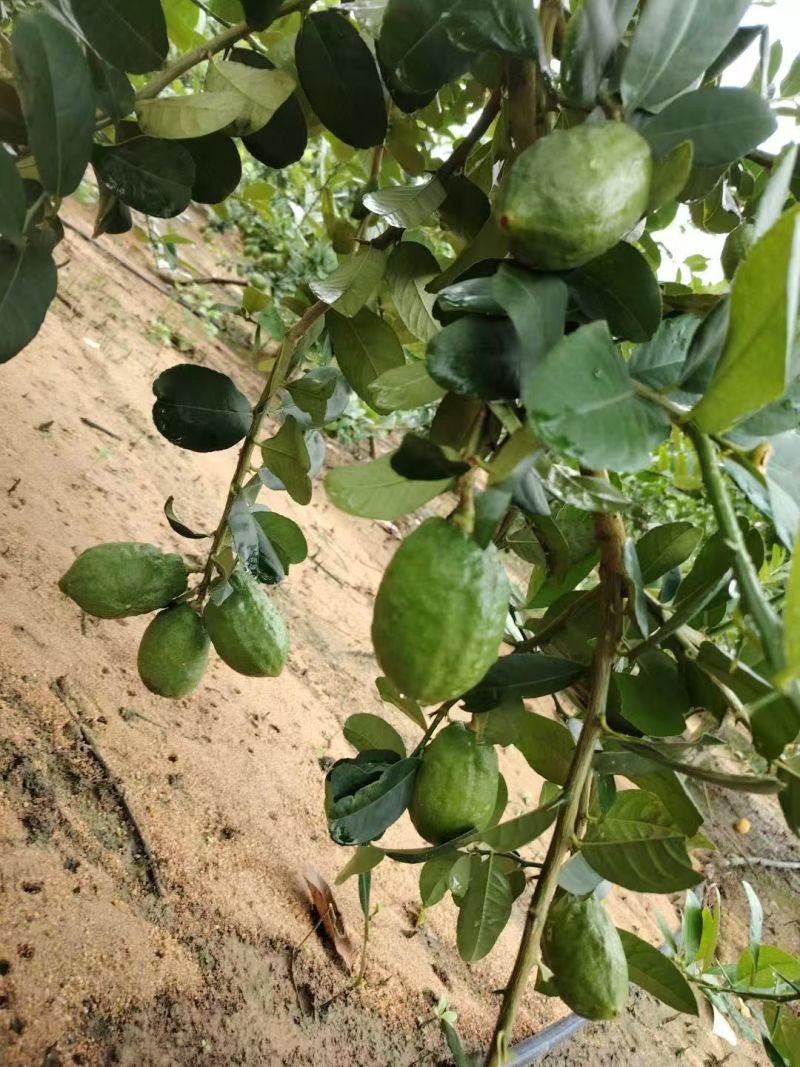 广东香水柠檬阳江产地