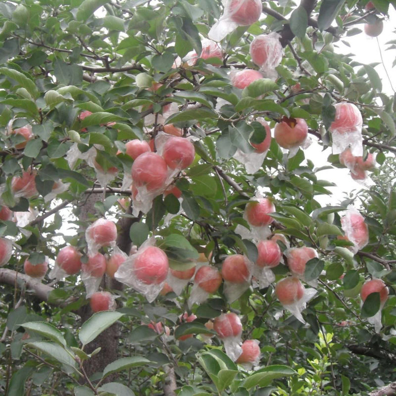 山西运城平陆纸加膜红富士苹果欢迎来电