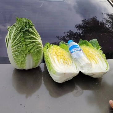 玲珑黄大白菜