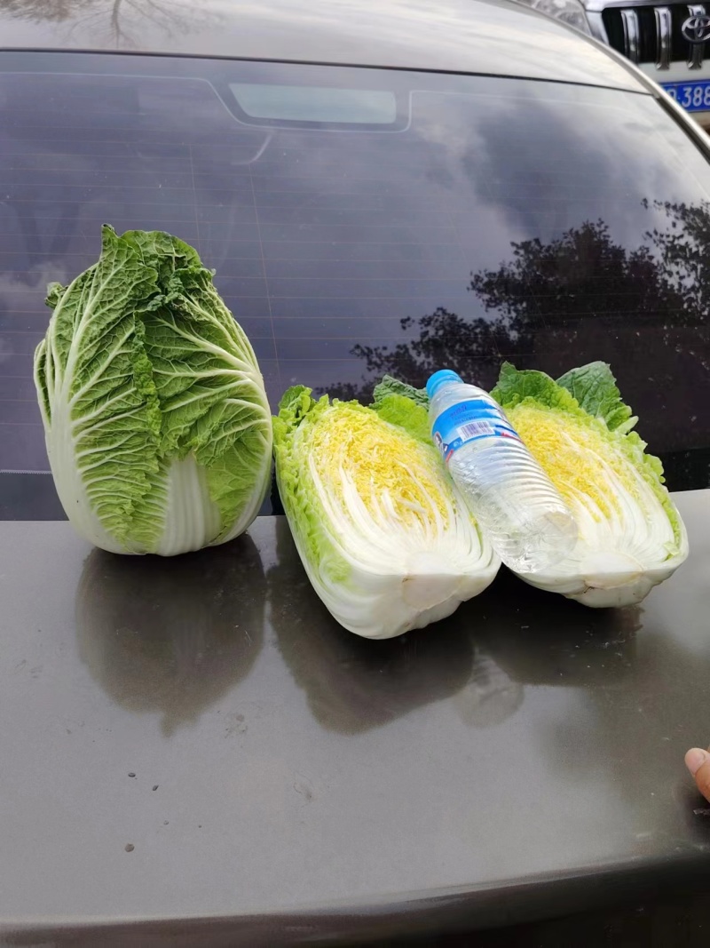 玲珑黄大白菜